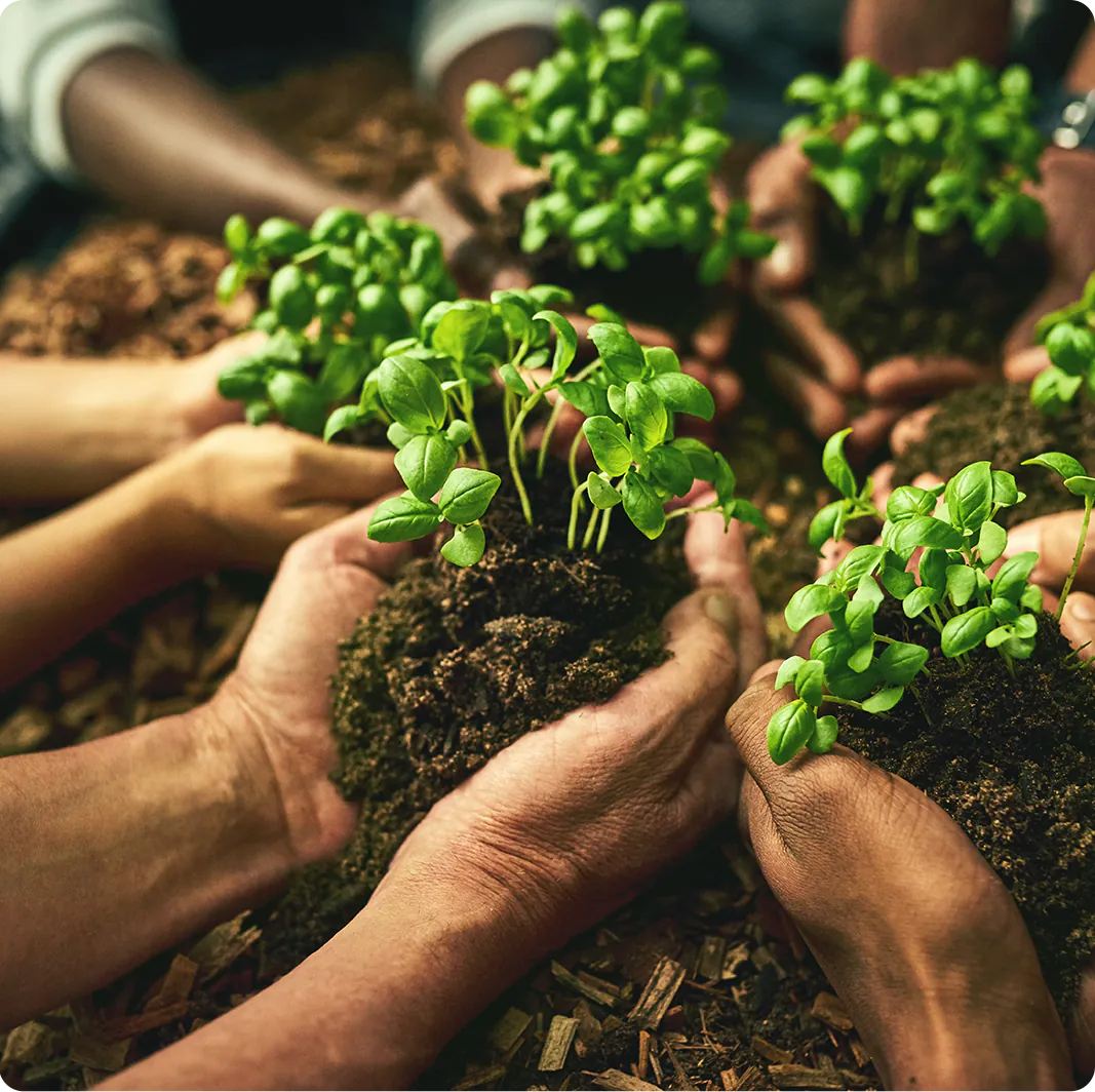 Nachhaltigkeit dank neuer Pflanzen